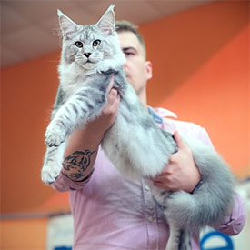 Maine Coon male cat Elbarko StarPaws, color ns 22