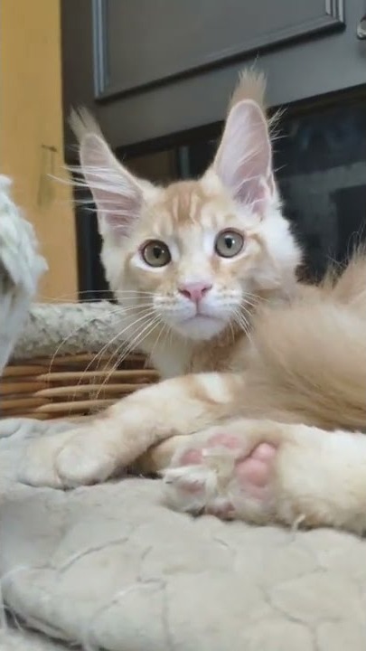 Maine coon kitten Walker