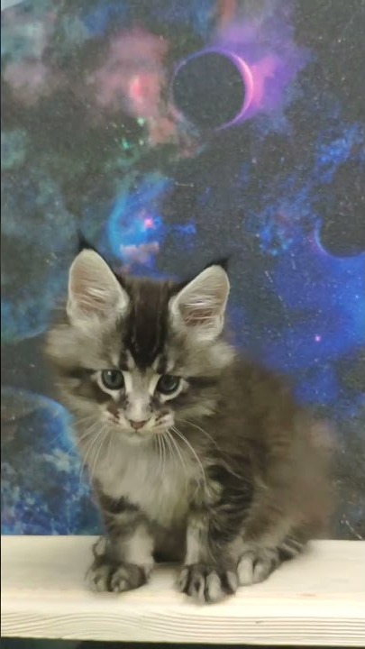 Maine coon kitten Xenon