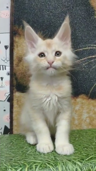 Maine coon kitten Winter