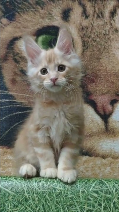 Maine coon kitten Walker