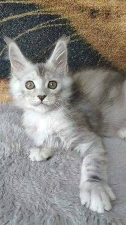 Maine coon kitten Weronika